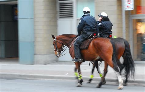 police horses used today